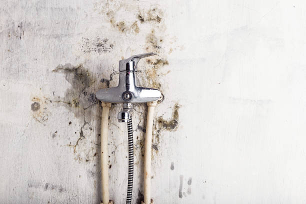 Best Health and Safety Mold Remediation in Wallace, ID