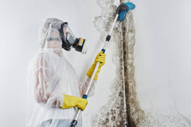 Best Residential Mold Remediation in Wallace, ID