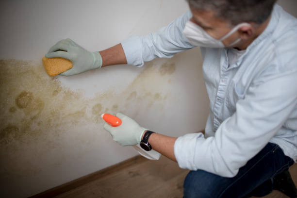 Best Mold Remediation for Specific Building Types in Wallace, ID